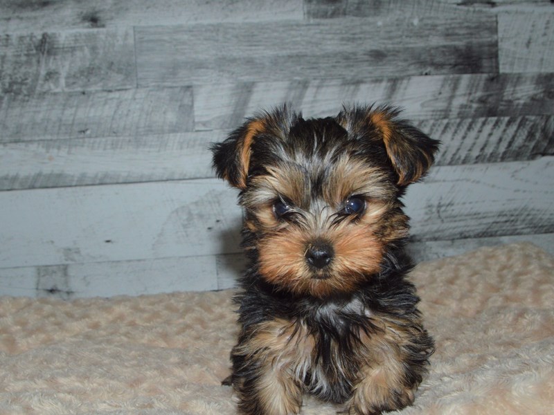 Yorkshire Terrier-DOG-Male-Black and Tan-2883554-Petland Dunwoody Puppies For Sale