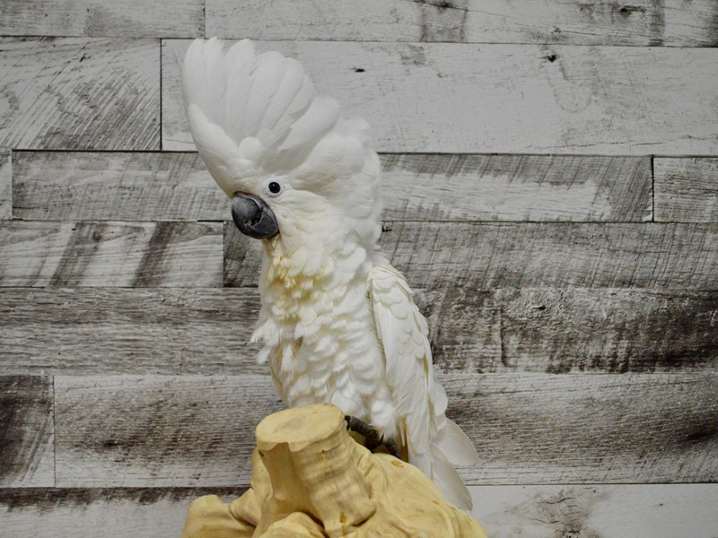 Umbrella Cockatoo--White-2788151-Petland Dunwoody
