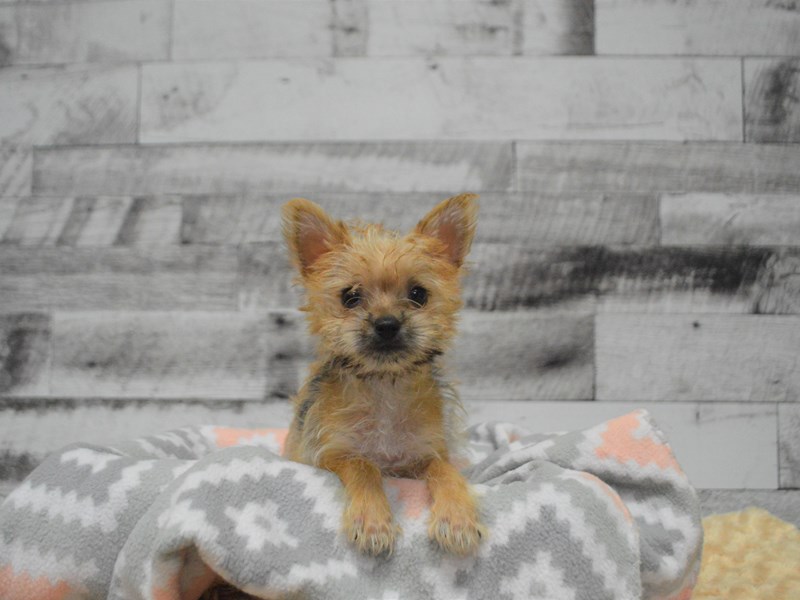 Morkie-DOG-Female-Gold-2840748-Petland Dunwoody Puppies For Sale
