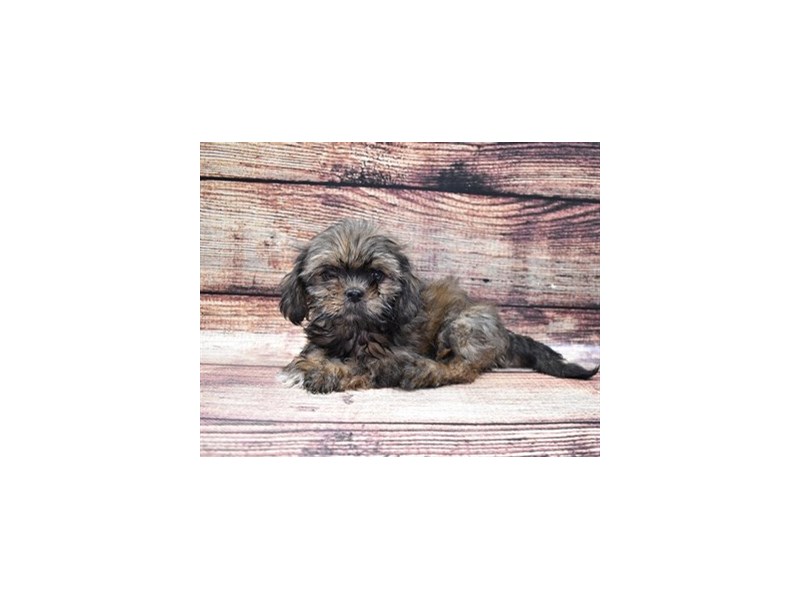 Lhasa Apso-DOG-Female-Red Gold-2848191-Petland Dunwoody Puppies For Sale