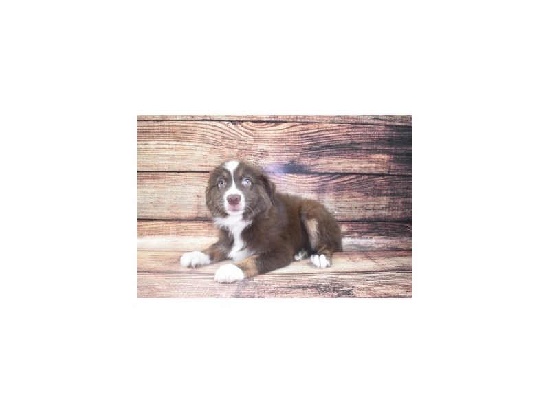 Miniature American Shepherd-Male-Red-2862758-Petland Dunwoody Puppies For Sale