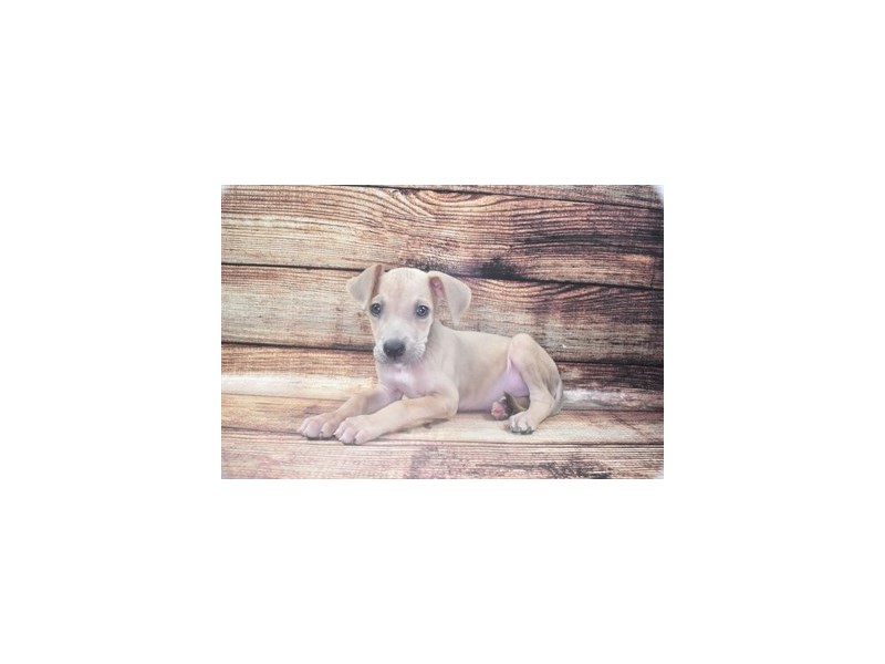 Great Dane-DOG-Male-Fawn-2862799-Petland Dunwoody Puppies For Sale