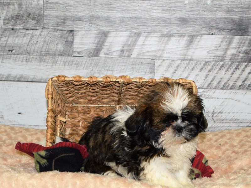 Shih Tzu-DOG-Female-Sable and White-2863867-Petland Dunwoody Puppies For Sale