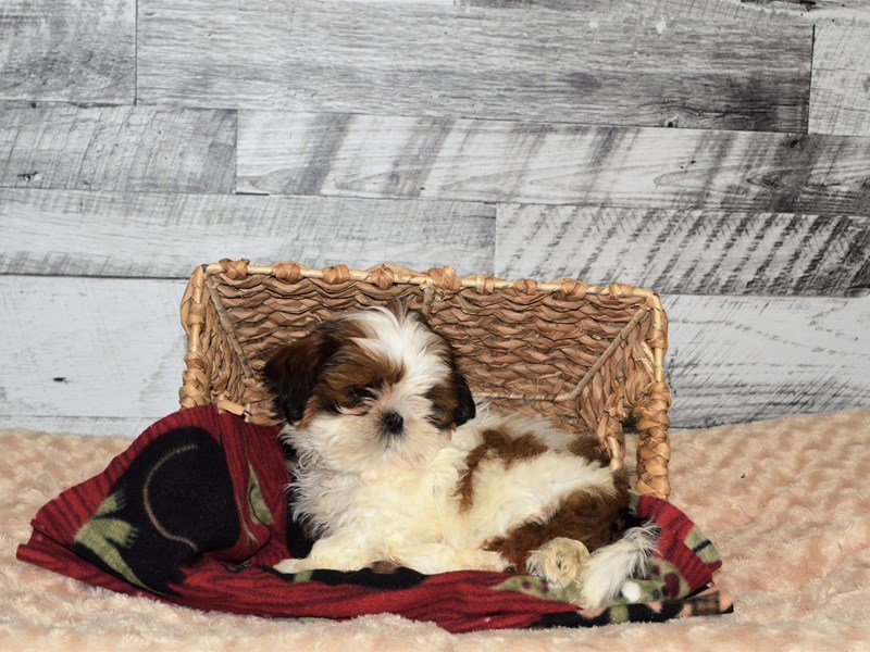 Shih Tzu-DOG-Male-Sable and White-2863861-Petland Dunwoody Puppies For Sale