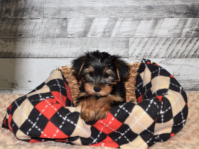 Yorkshire Terrier-DOG-Female-Black and Tan-2862764-Petland Dunwoody Puppies For Sale