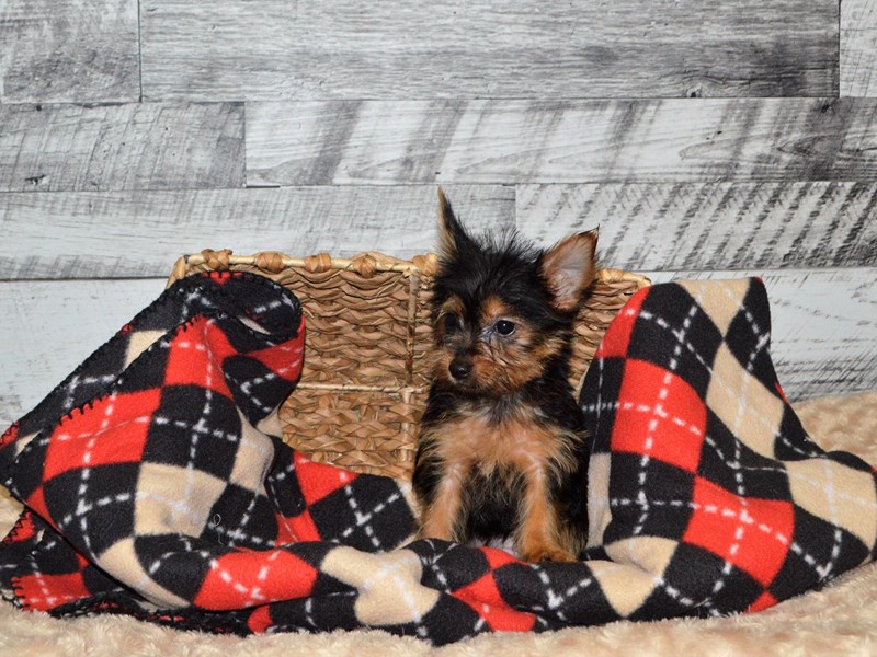 Yorkshire Terrier-DOG-Female-Black and Tan-2863836-Petland Dunwoody Puppies For Sale