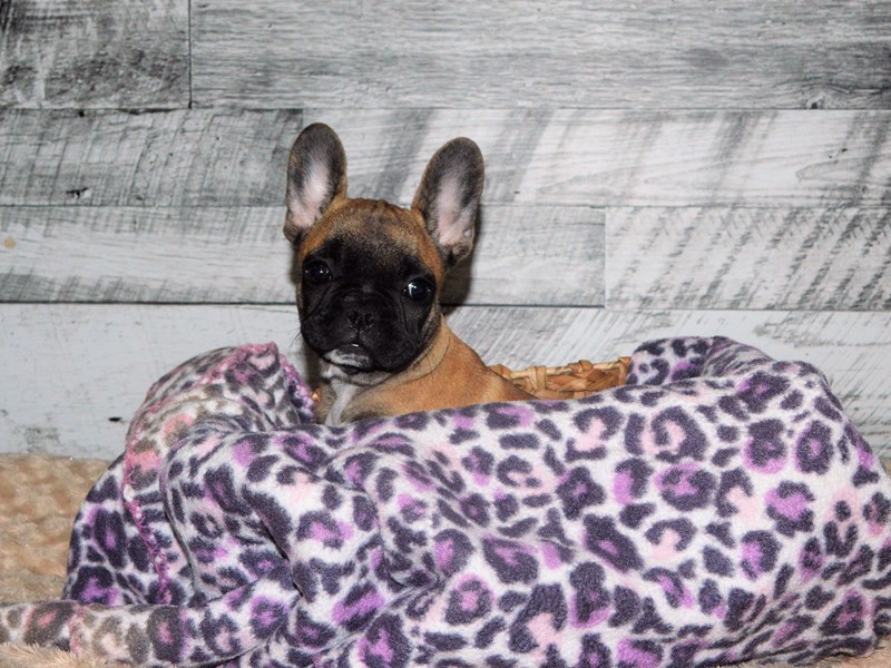 French Bulldog-DOG-Female-Fawn and Black-2863223-Petland Dunwoody Puppies For Sale