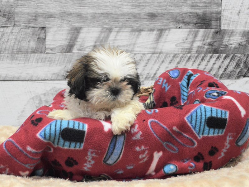 Shih Tzu-DOG-Male-Sable and White-2863859-Petland Dunwoody Puppies For Sale
