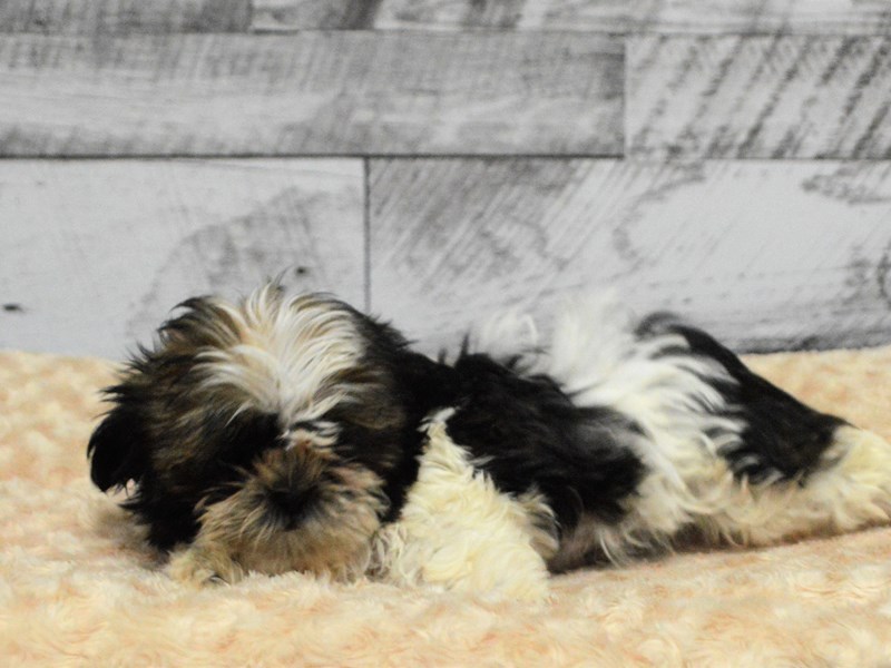 Shih Tzu-DOG-Male-Sable and White-2863857-Petland Dunwoody Puppies For Sale