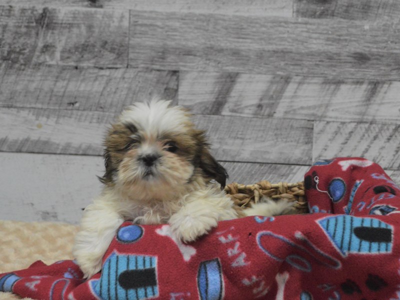Shih Tzu-DOG-Female-Sable and White-2863864-Petland Dunwoody Puppies For Sale