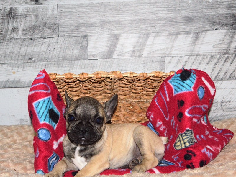 French Bulldog-DOG-Male-Fawn and Black-2863222-Petland Dunwoody Puppies For Sale