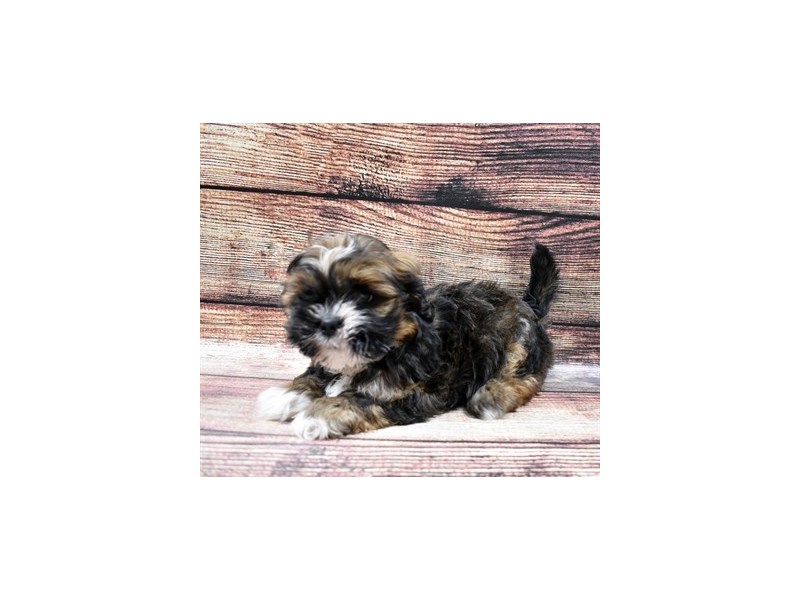 Lhasa Apso-DOG-Female-Red Gold-2870461-Petland Dunwoody Puppies For Sale