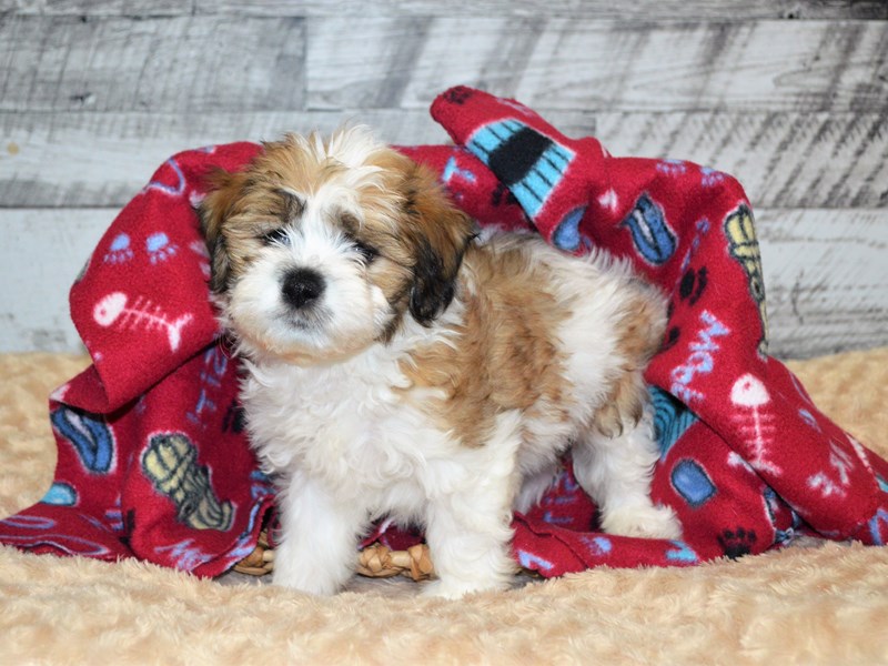 Teddy Bear-DOG-Female-Brown and White-2871759-Petland Dunwoody Puppies For Sale
