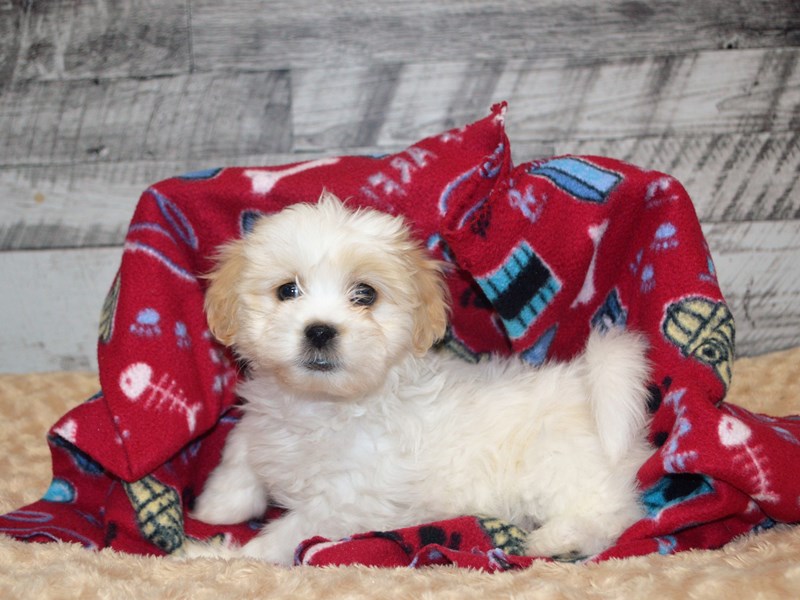 Teddy Bear-DOG-Female-Tan and White-2871757-Petland Dunwoody Puppies For Sale
