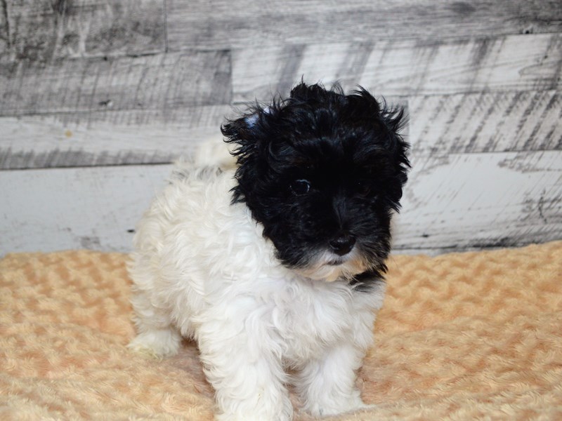 Havapoo-DOG-Male-Black and White-2870364-Petland Dunwoody Puppies For Sale