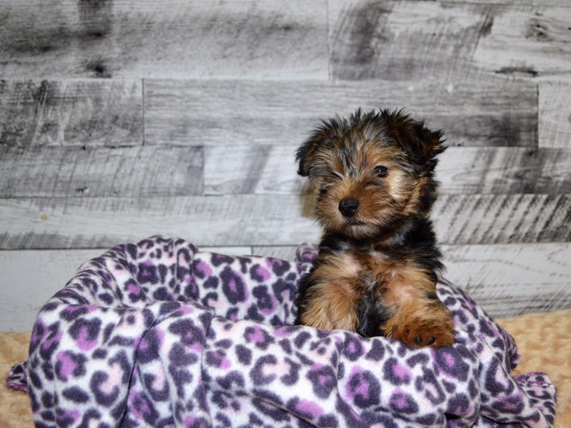 Yorkshire Terrier-DOG-Male-Black and Tan-2870629-Petland Dunwoody Puppies For Sale