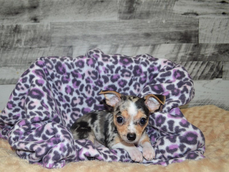 Chihuahua-DOG-Male-Merle-2870267-Petland Dunwoody Puppies For Sale