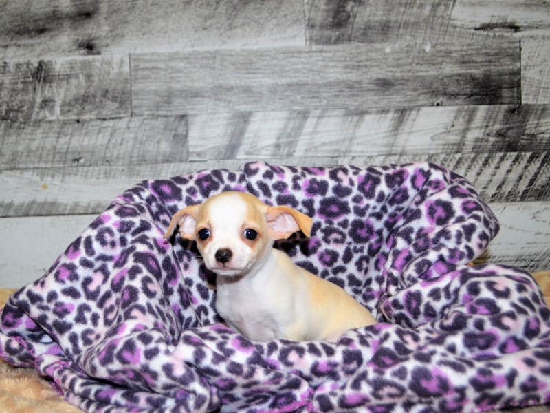 Chihuahua-DOG-Male-Tan and White-2870269-Petland Dunwoody Puppies For Sale
