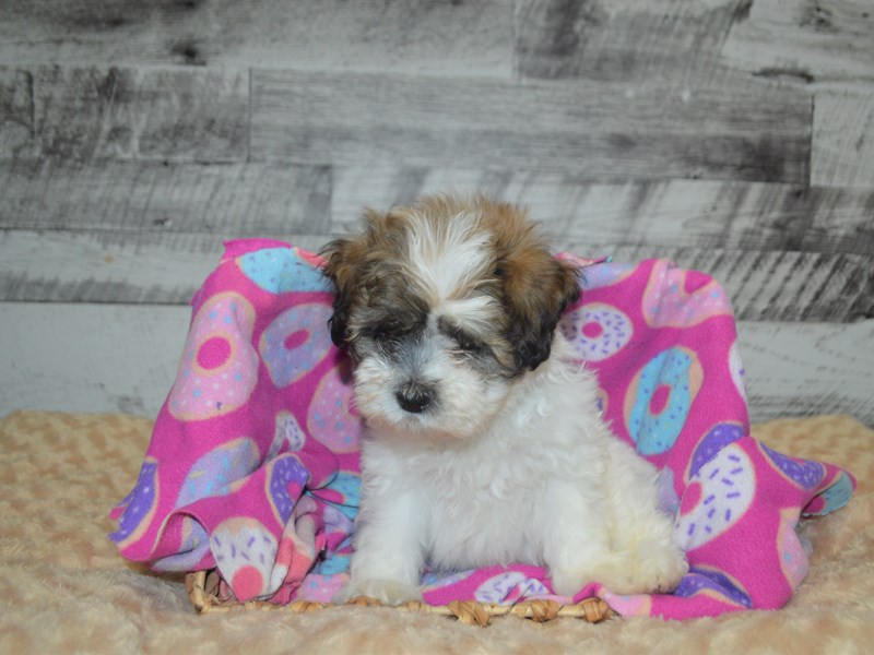 Teddy Bear-DOG-Male-Brown and White-2871763-Petland Dunwoody Puppies For Sale