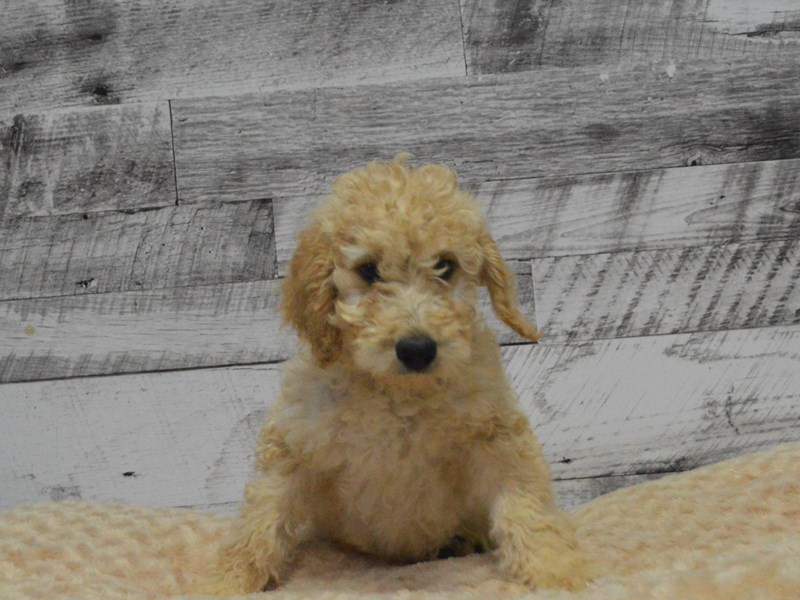 Goldendoodle-DOG-Male-Light Apricot-2870310-Petland Dunwoody Puppies For Sale