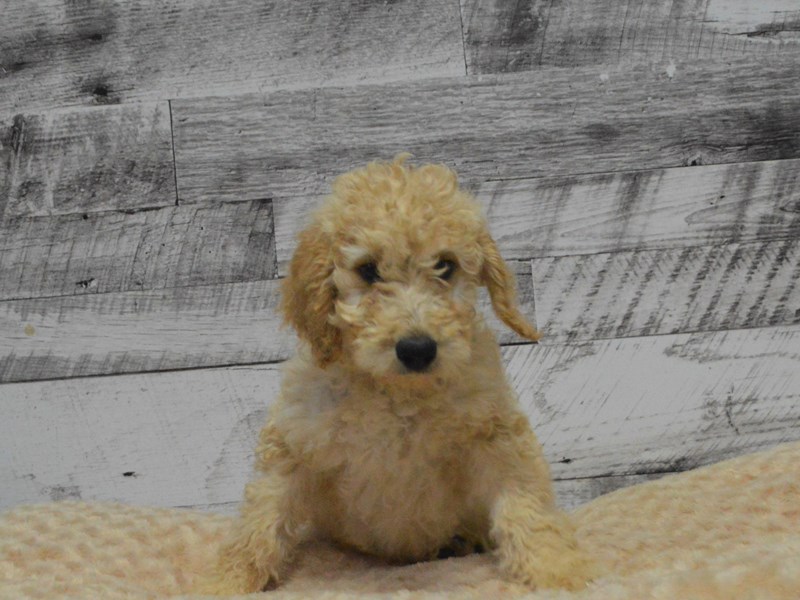 Light deals apricot goldendoodle
