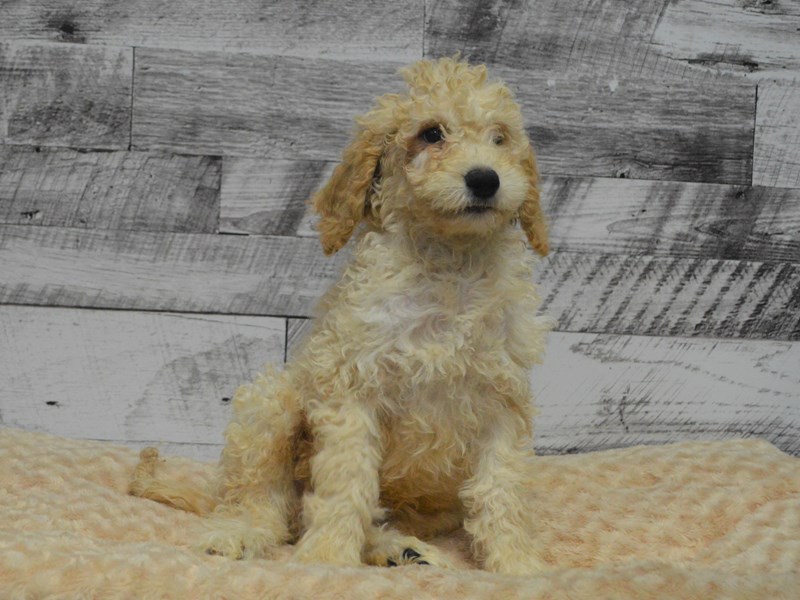 Goldendoodle-DOG-Male-Light Apricot-2870313-Petland Dunwoody Puppies For Sale