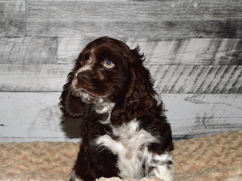 Cocker Spaniel-DOG-Male-Chocolate and White-2871750-Petland Dunwoody Puppies For Sale