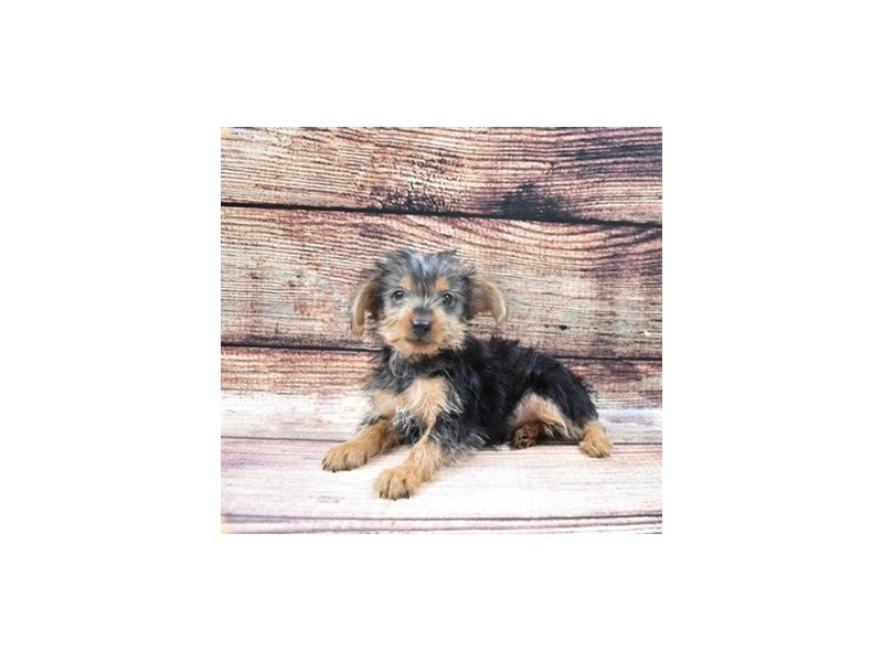 Yorkshire Terrier-DOG-Male-Black and Tan-2876024-Petland Dunwoody Puppies For Sale