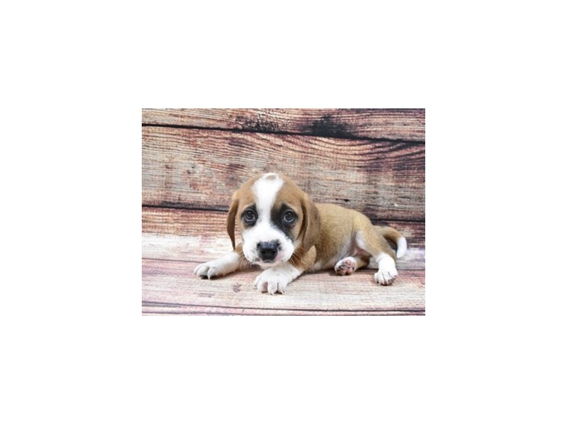 Doxle-DOG-Male-Red and White-2876028-Petland Dunwoody Puppies For Sale