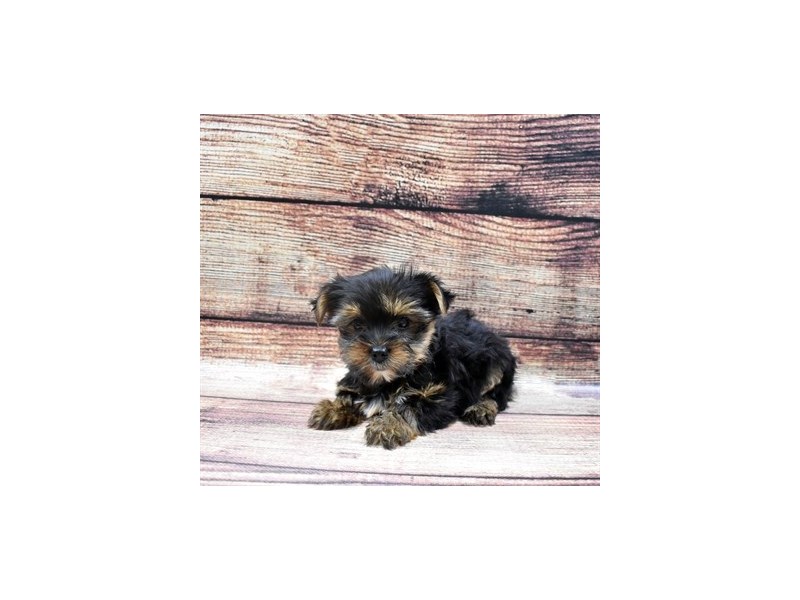 Yorkshire Terrier-DOG-Female-Black and Tan-2876037-Petland Dunwoody Puppies For Sale