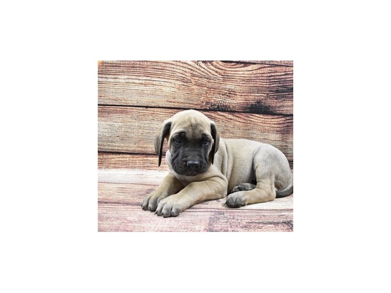 English Mastiff-Male-Fawn-2876071-Petland Dunwoody