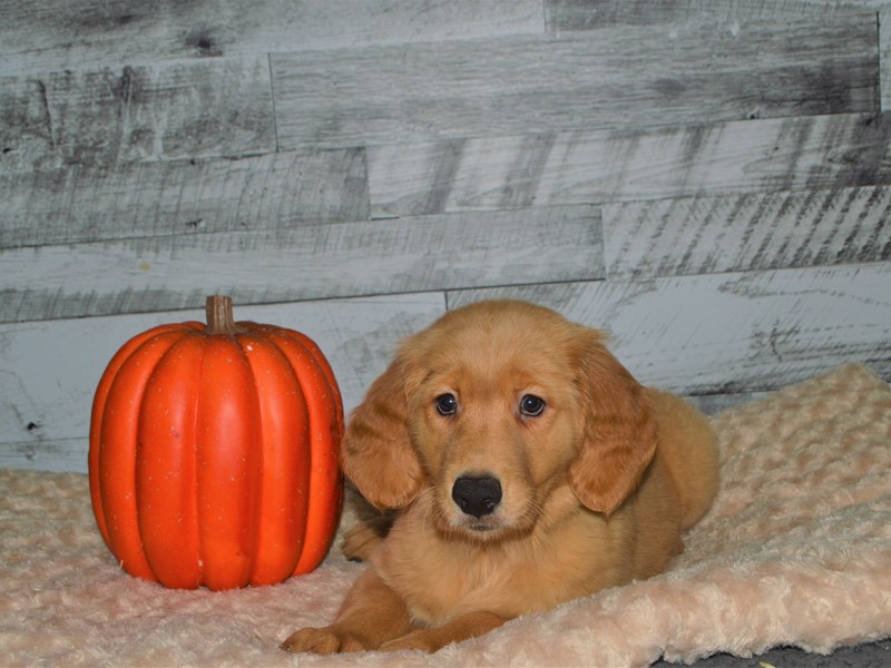 Golden Retriever-DOG-Female-Golden-2878313-Petland Dunwoody Puppies For Sale