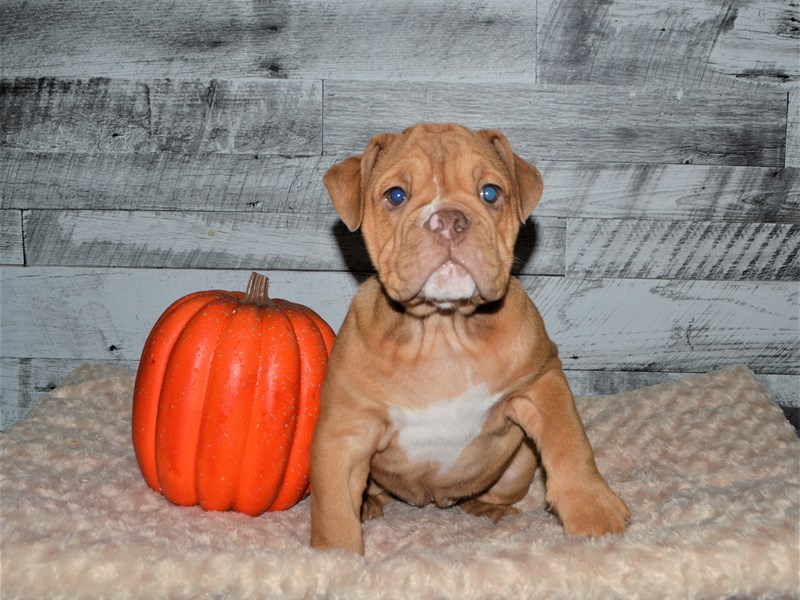 English Bulldog-DOG-Male-Chocolate Fawn-2877560-Petland Dunwoody Puppies For Sale