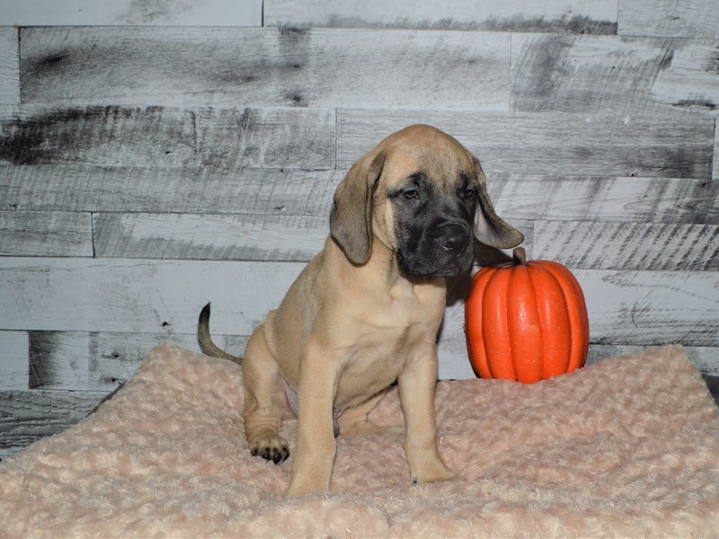 English Mastiff-Male-Fawn-2878316-Petland Dunwoody