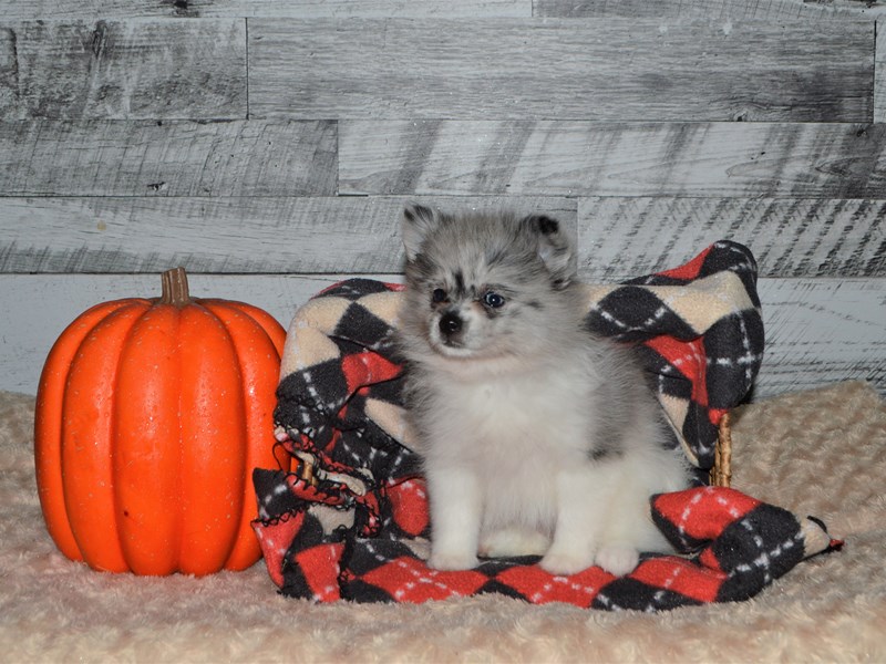 Pomeranian-DOG-Female-Blue and White-2878552-Petland Dunwoody Puppies For Sale