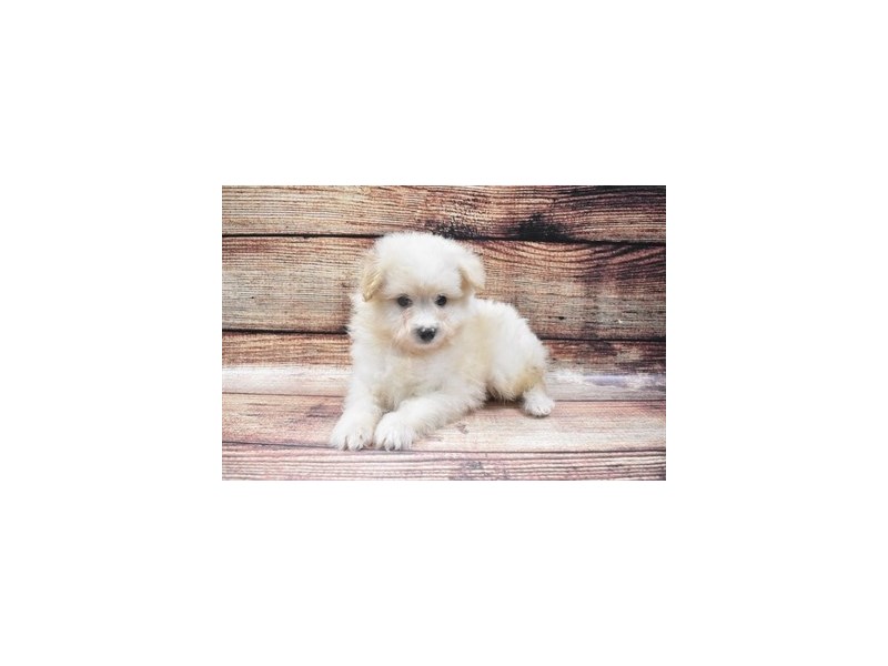 Pom-A-Poo-DOG-Male-Cream-2883611-Petland Dunwoody Puppies For Sale