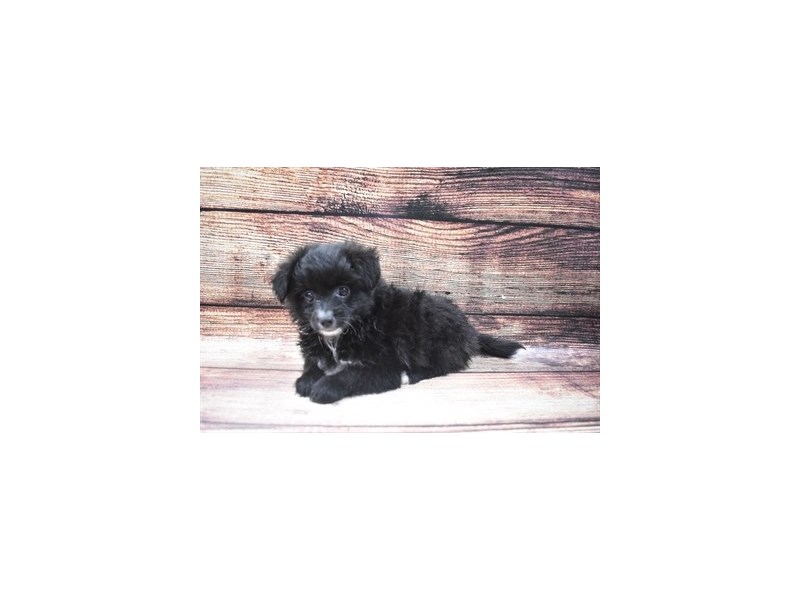 Pom-A-Poo-DOG-Female-Black-2883612-Petland Dunwoody Puppies For Sale