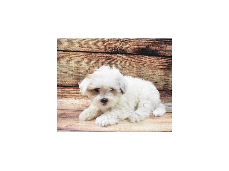 Lhasa Apso/Maltese-Female-White and Red-2883692-Petland Dunwoody Puppies For Sale