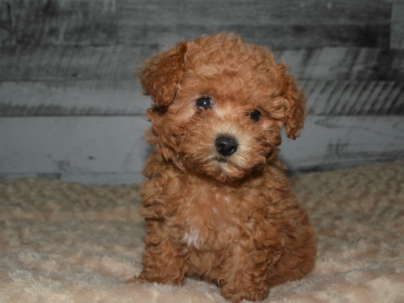 Bichonpoo-DOG-Female-Apricot-2884286-Petland Dunwoody Puppies For Sale