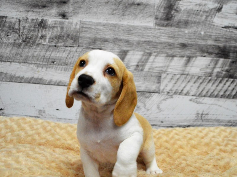 Beagle-DOG-Female-Lemon and White-2884289-Petland Dunwoody Puppies For Sale