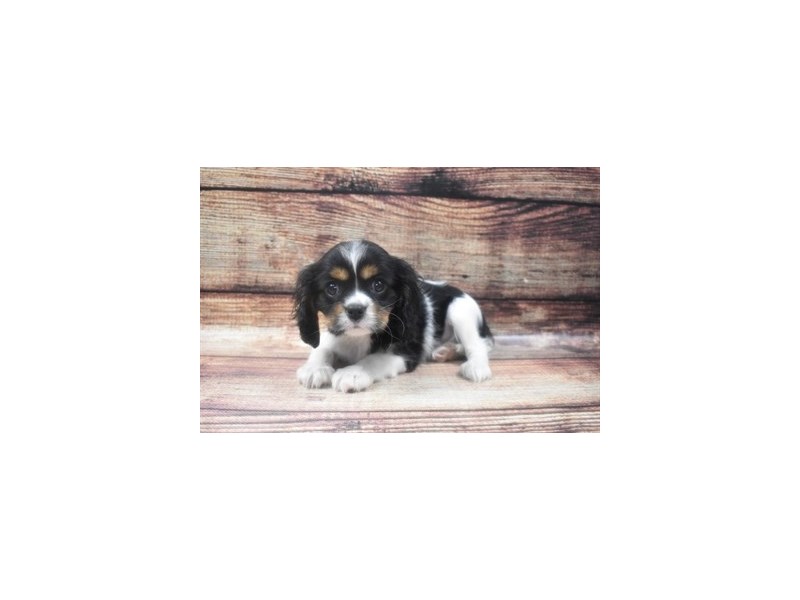 Cavalier King Charles Spaniel-DOG-Male-Black and Tan-2890695-Petland Dunwoody Puppies For Sale