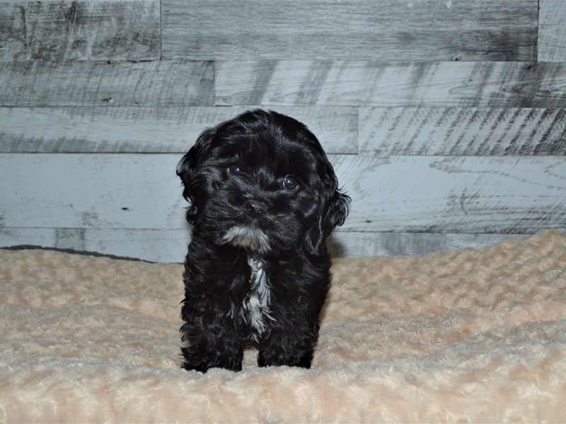 Cockapoo-DOG-Female-Black-2890926-Petland Dunwoody Puppies For Sale