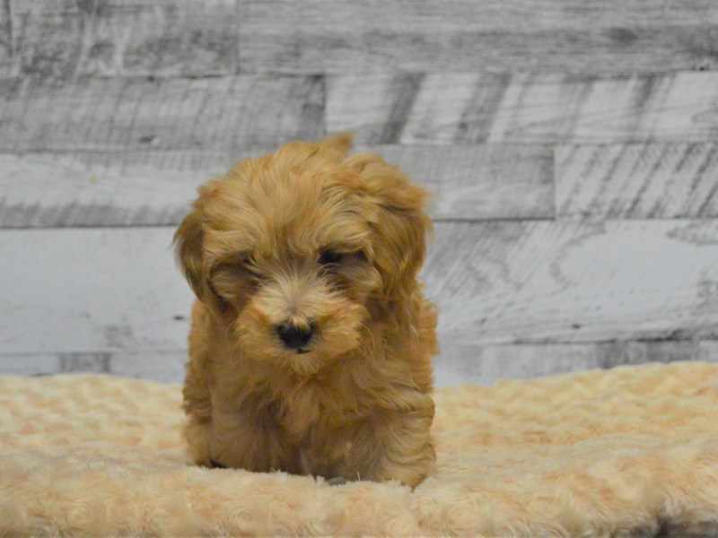 F1B Mini Goldendoodle-DOG-Male-Red-2890932-Petland Dunwoody Puppies For Sale