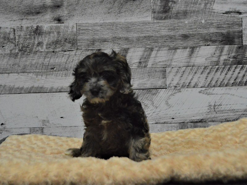 Cockapoo-DOG-Female-Chocolate Merle-2890924-Petland Dunwoody Puppies For Sale