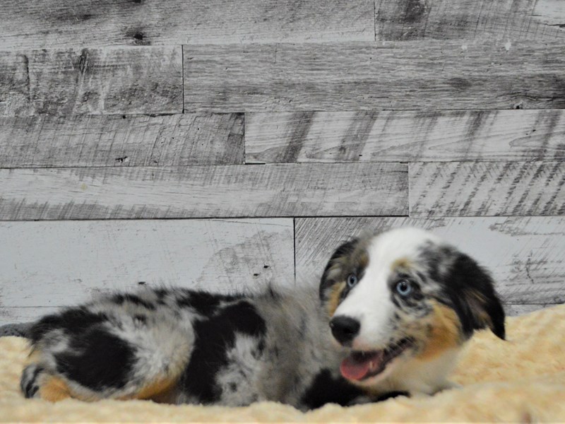 Australian Shepherd-DOG-Female-Merle-2891646-Petland Dunwoody Puppies For Sale