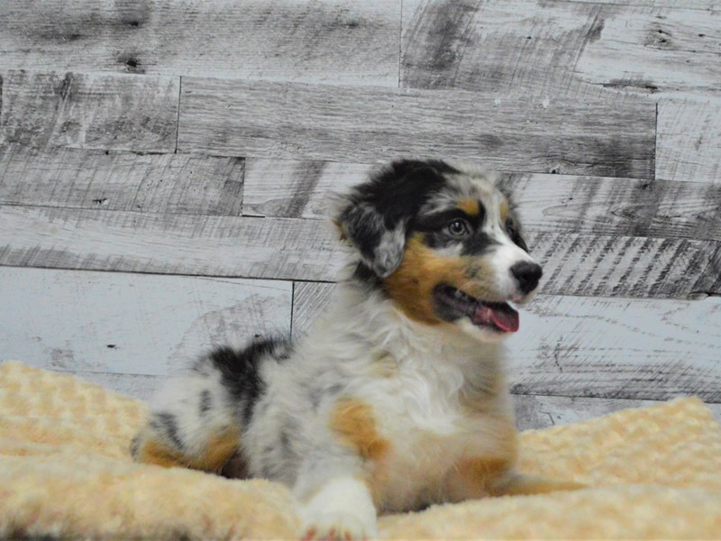 Australian Shepherd-DOG-Male-Merle-2891649-Petland Dunwoody Puppies For Sale