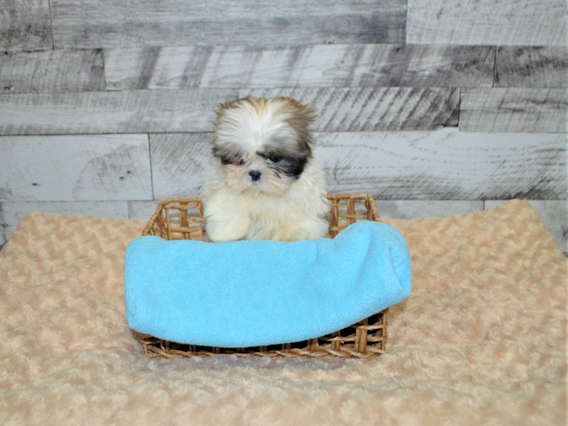 Shih Tzu-DOG-Female-Gold and White-2891615-Petland Dunwoody Puppies For Sale