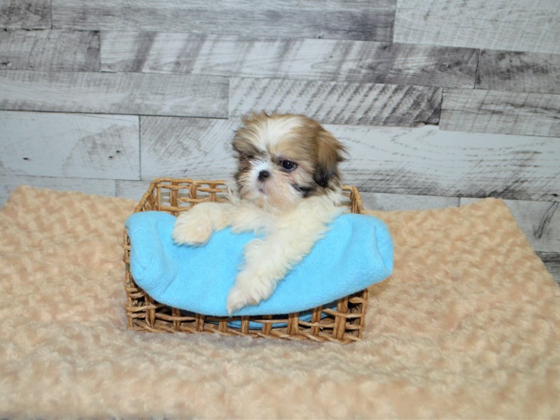Shih Tzu-DOG-Male-Gold and White-2891603-Petland Dunwoody Puppies For Sale