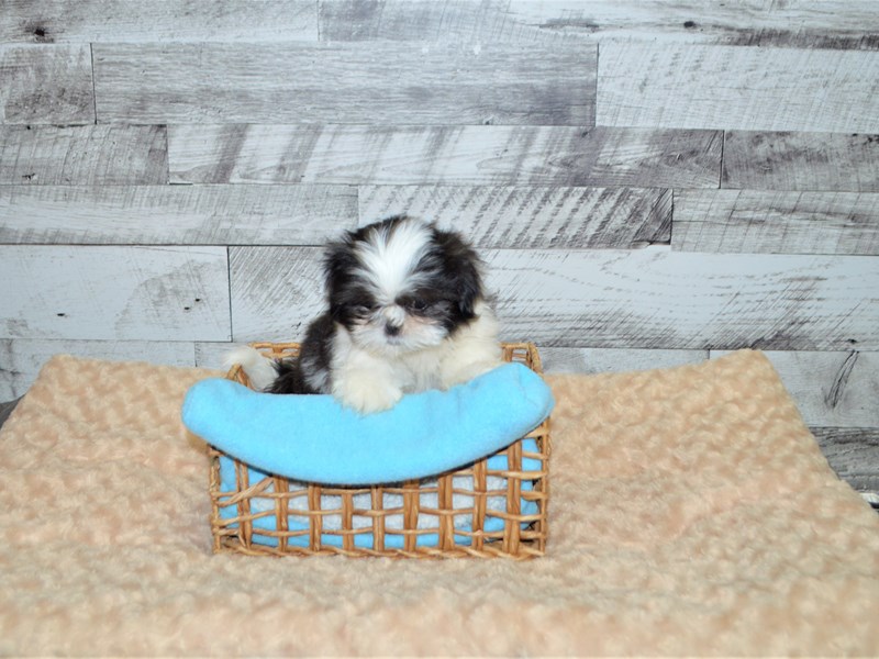 black and white shih tzu plush