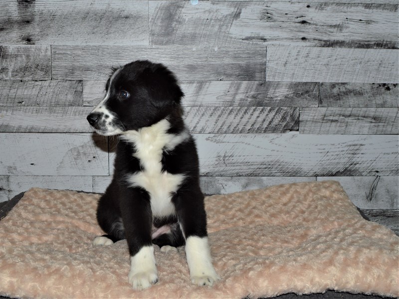 Aussie Sheltie-DOG-Male-Black and White-2891549-Petland Dunwoody Puppies For Sale